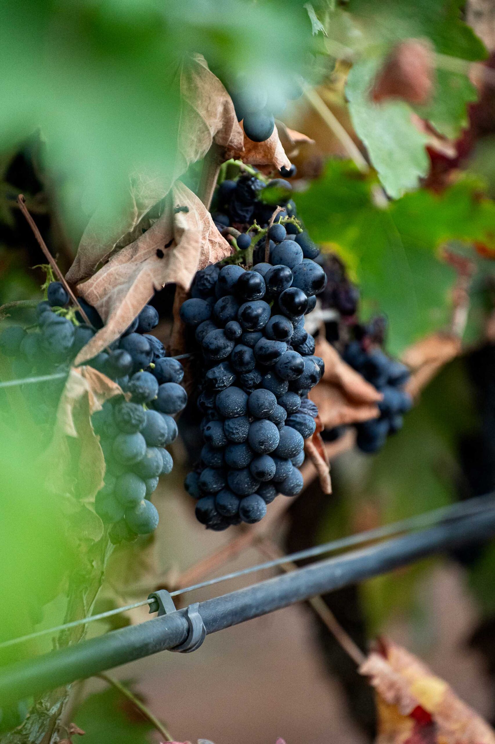 Primitivo di Manduria